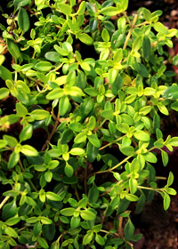 Thymus x citriodorus 'Lime Gold'